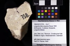 Foto (Objket + Etiketten) von Longodromites angustus (Reuss 1858) 